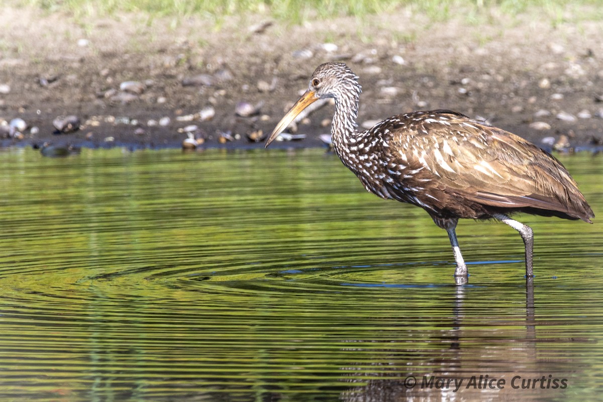 Limpkin - Mary Alice Curtiss