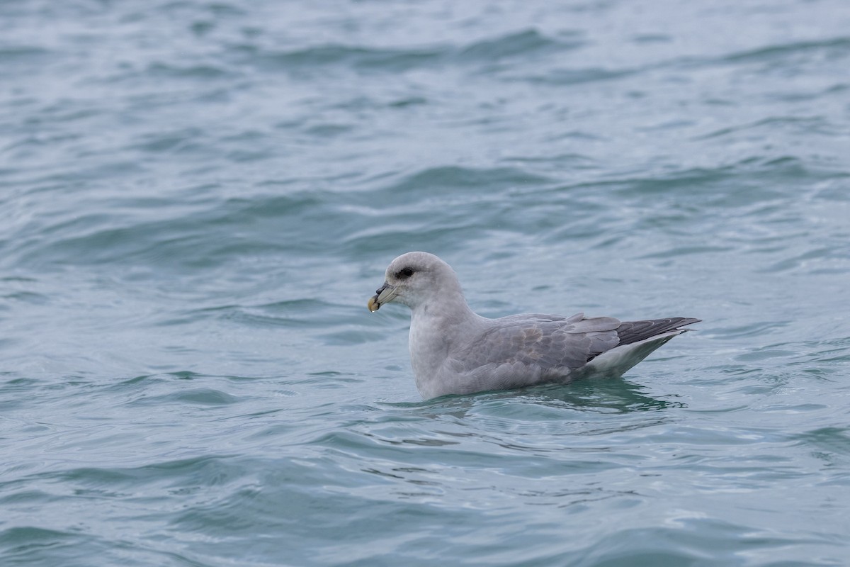 Northern Fulmar - Carol Holmes