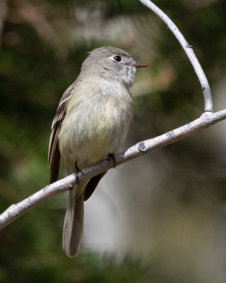 Hammond's Flycatcher - ML619631131