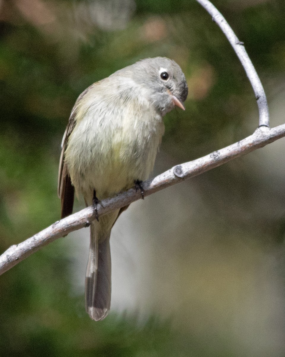 Hammond's Flycatcher - Don Marsh