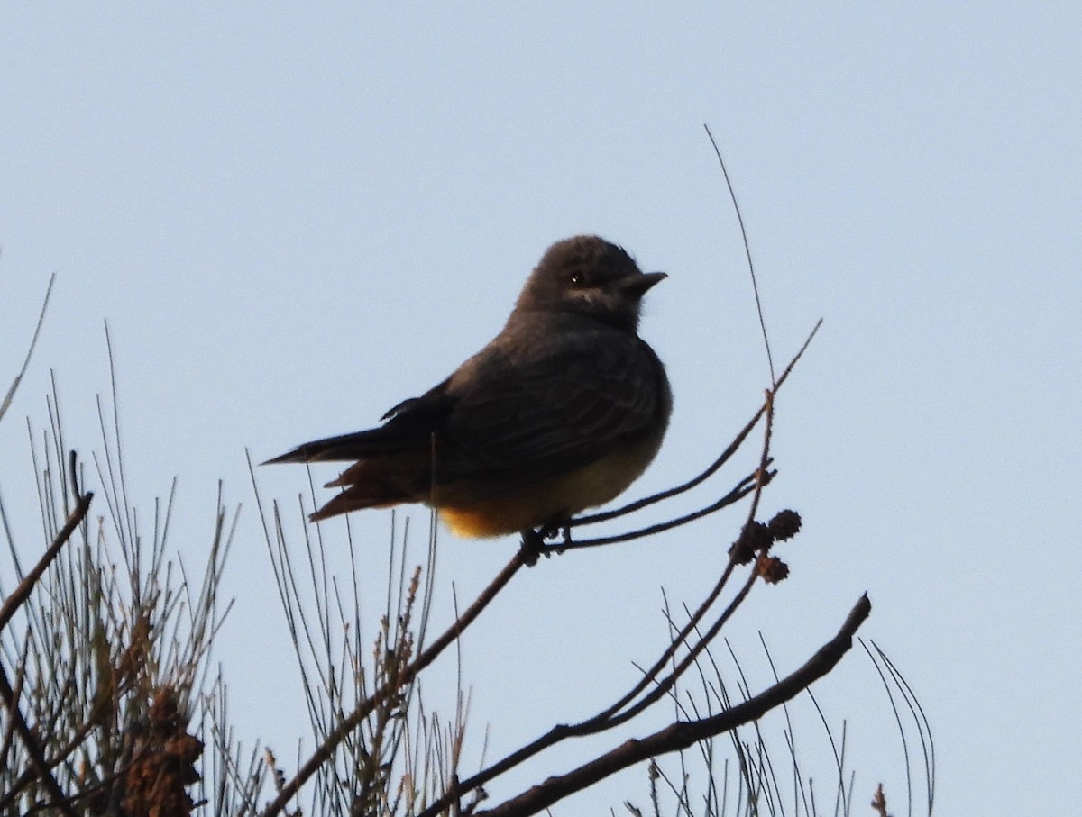 Cassin's Kingbird - Guadalupe Esquivel Uribe