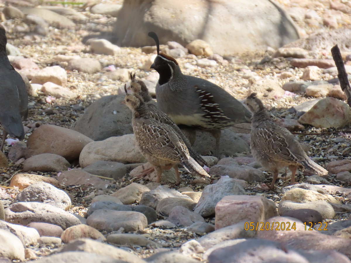 Gambel's Quail - Andy Harrison