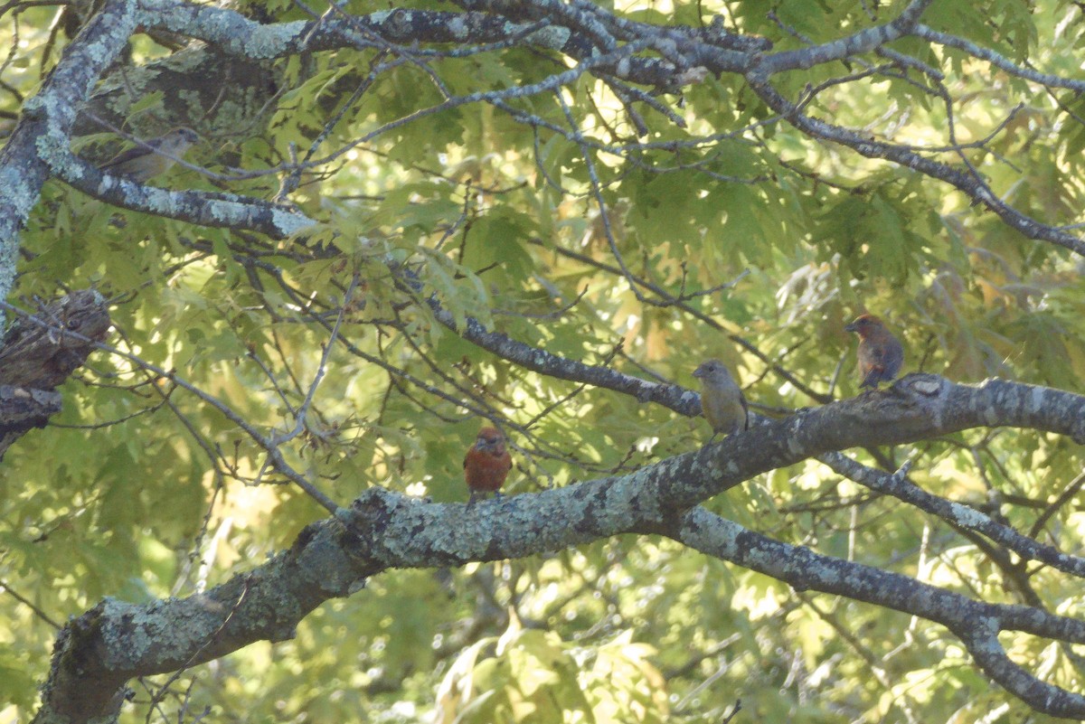 Red Crossbill - Scott Harris