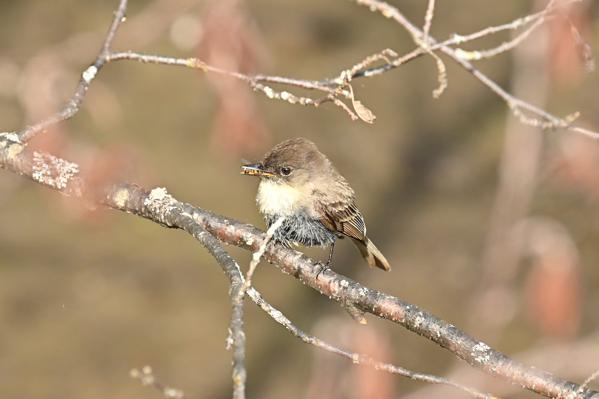 Eastern Phoebe - france dallaire