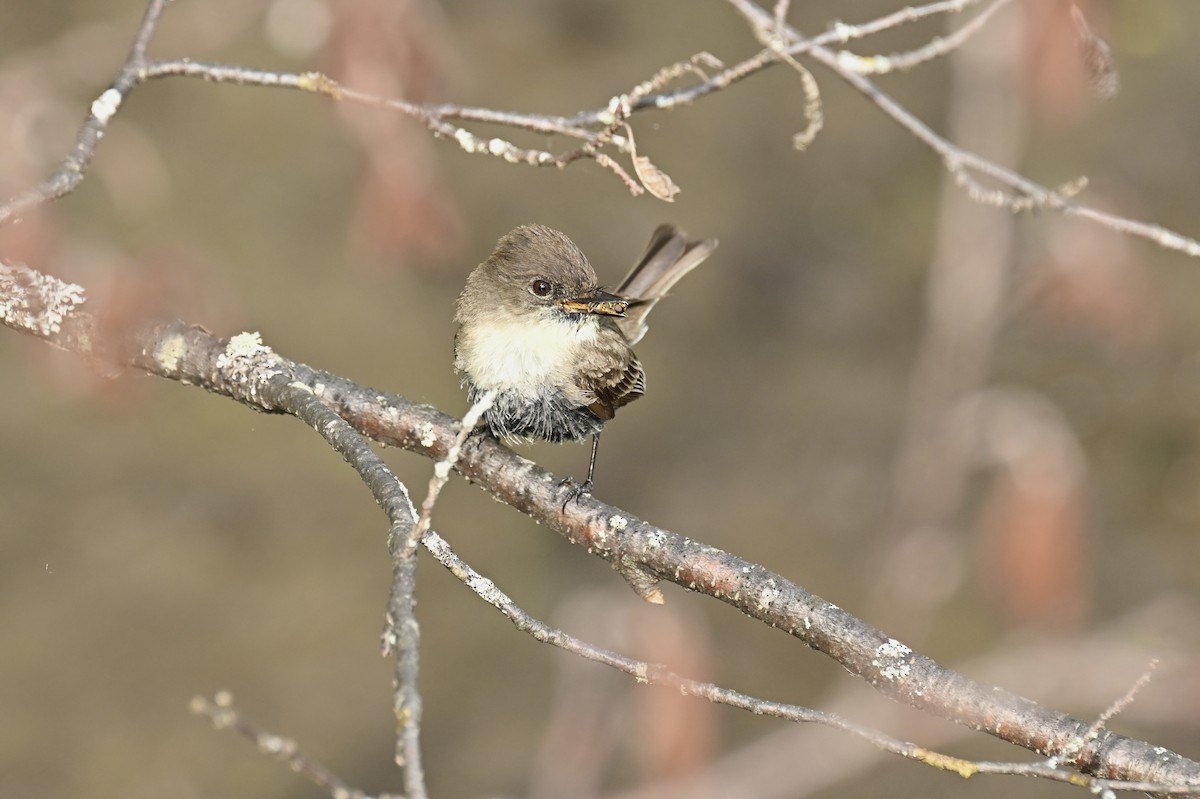 Eastern Phoebe - france dallaire