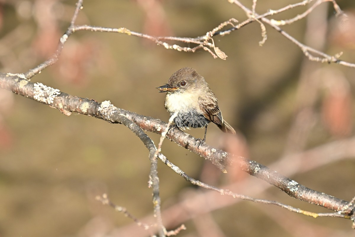 Eastern Phoebe - france dallaire