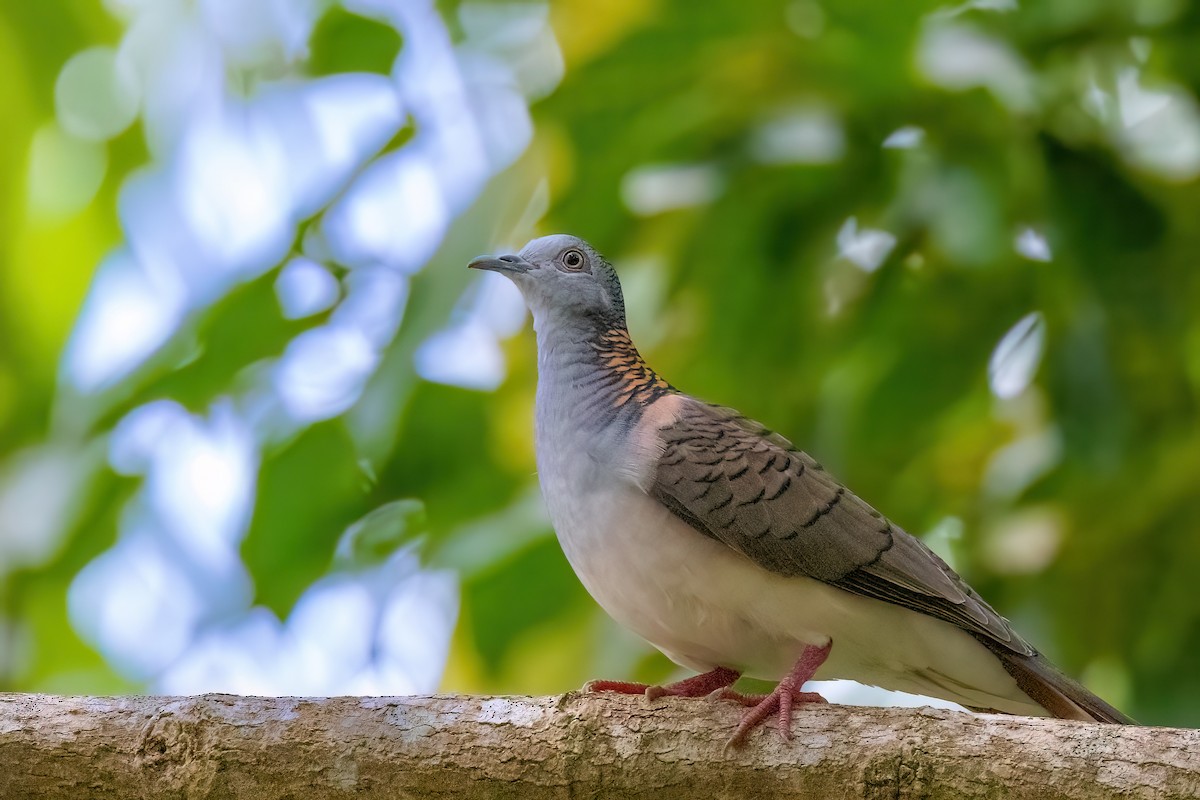 Bar-shouldered Dove - Jaap Velden