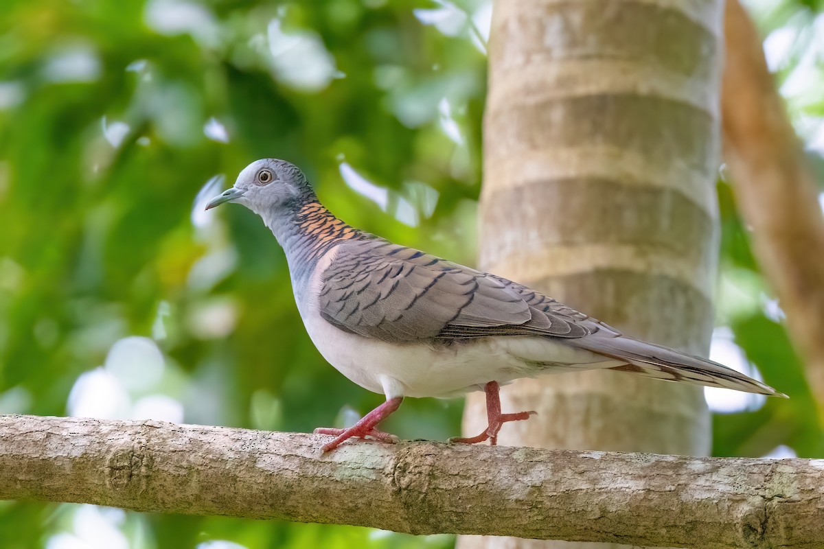 Bar-shouldered Dove - Jaap Velden