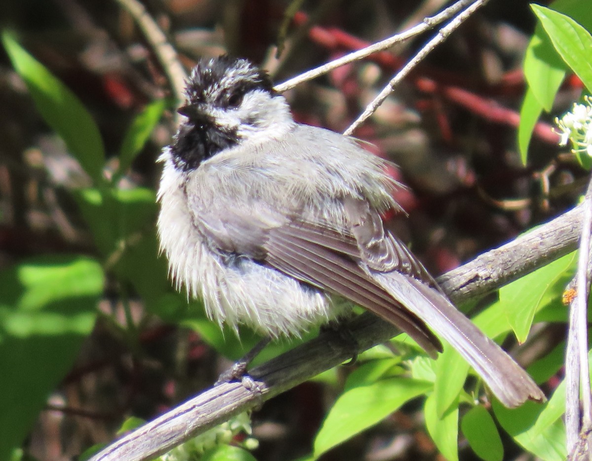 Mountain Chickadee (Rocky Mts.) - ML619631155