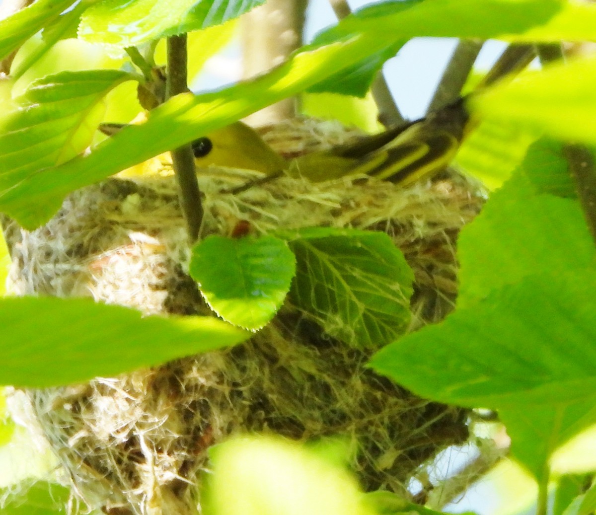 Yellow Warbler - alan murray