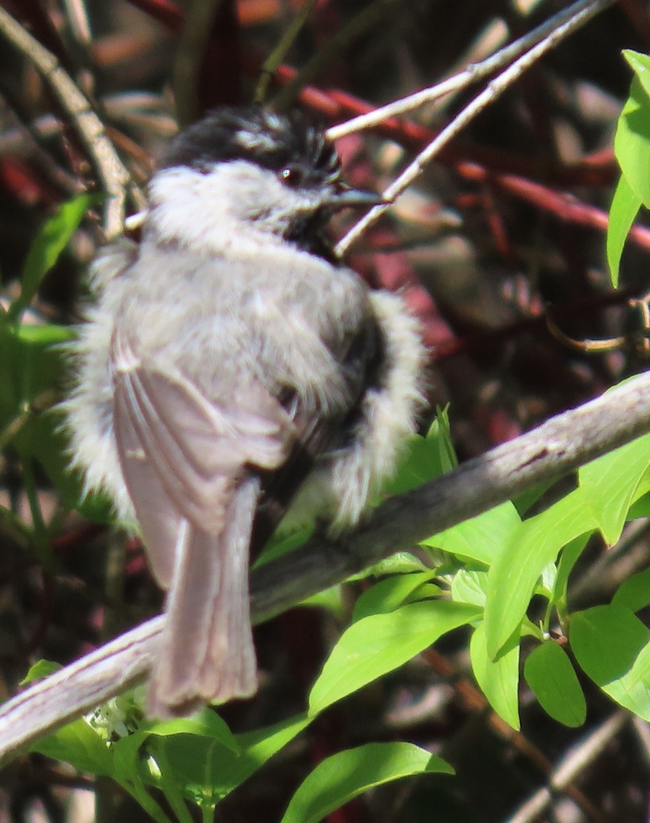 Mountain Chickadee (Rocky Mts.) - ML619631168