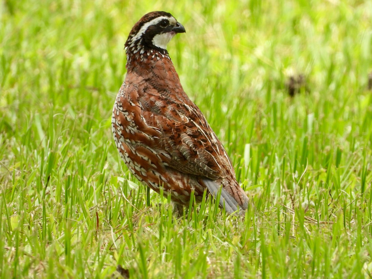 Northern Bobwhite - ML619631178