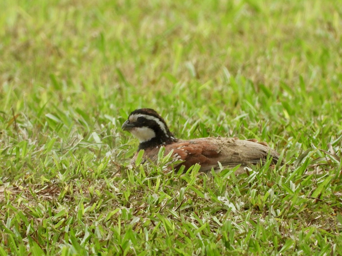 Northern Bobwhite - P Chappell