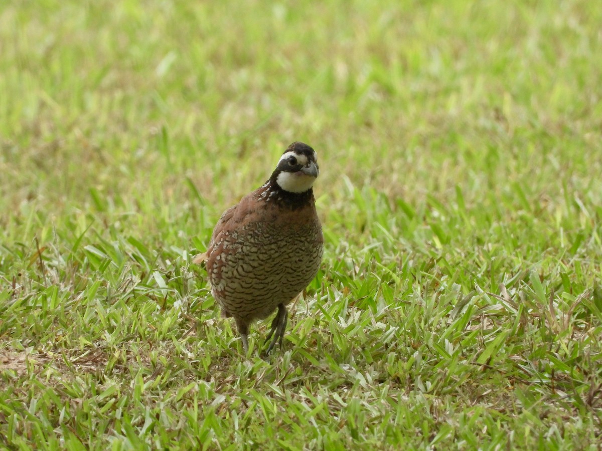 Northern Bobwhite - P Chappell