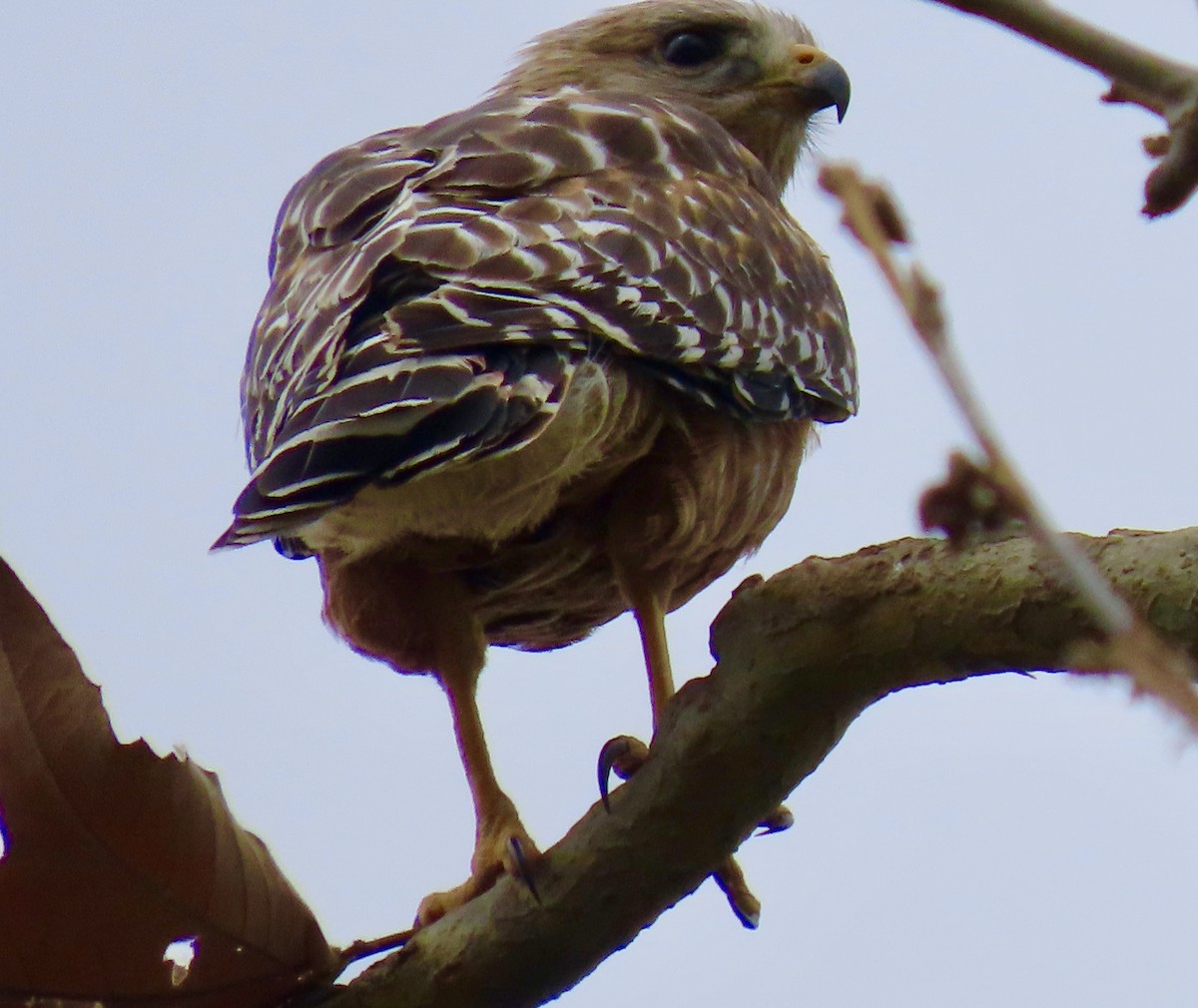 Red-shouldered Hawk - Becky Flanigan