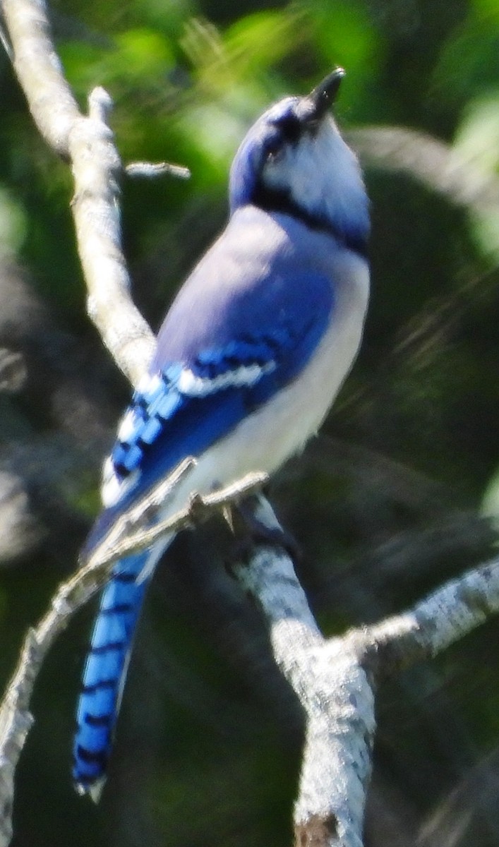 Blue Jay - alan murray