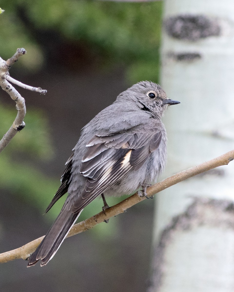 Townsend's Solitaire - Don Marsh