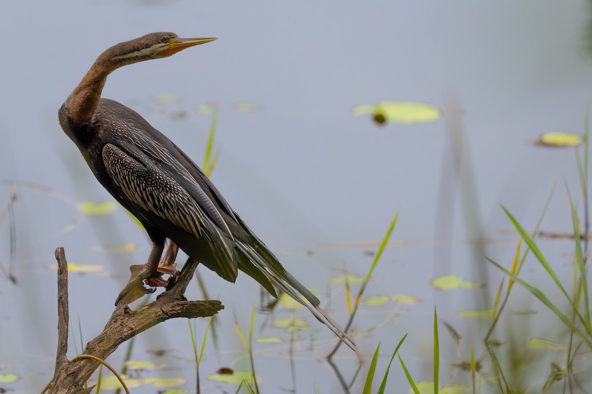 anhinga australská - ML619631192