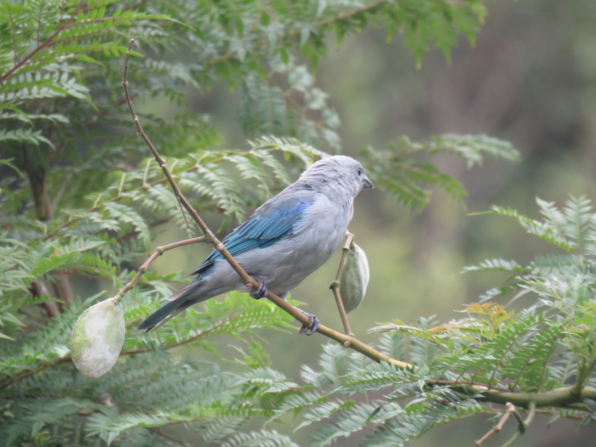 Blue-gray Tanager (Blue-gray) - Ron Batie