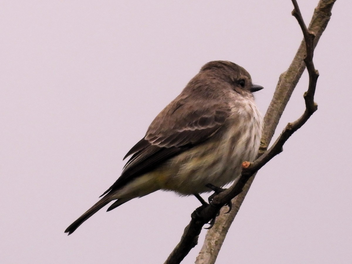 Vermilion Flycatcher - Aldo Cruz