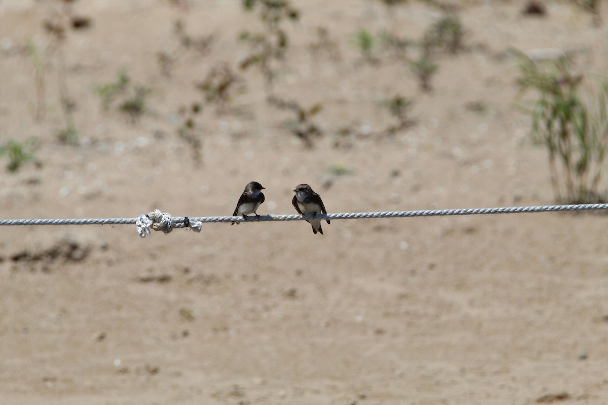 Bank Swallow - ML619631208