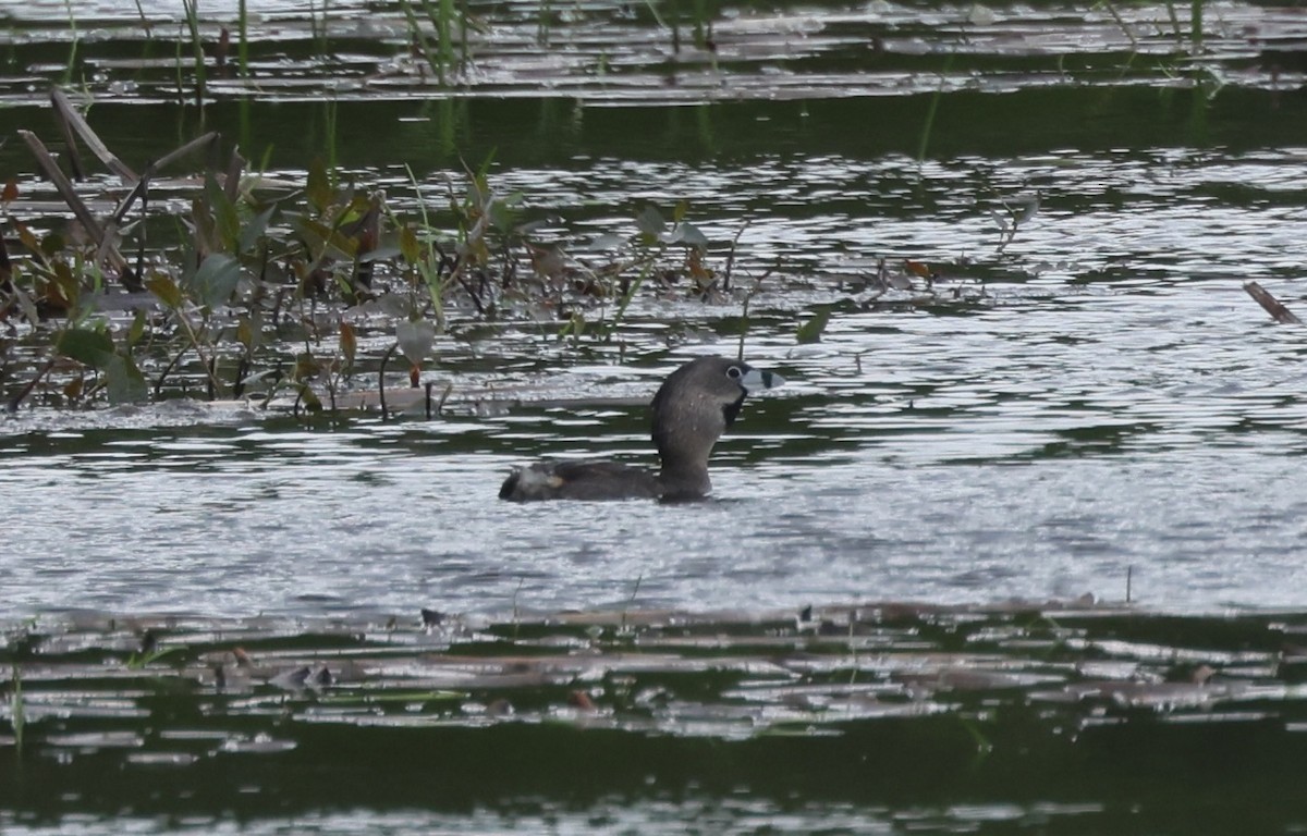 Pied-billed Grebe - Claire Dumont