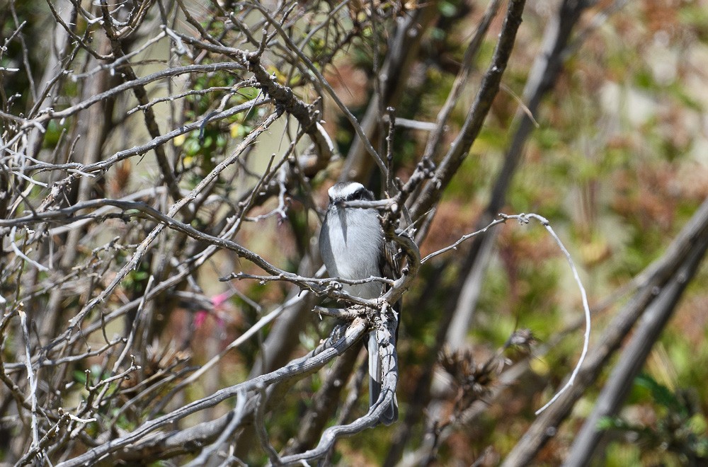 White-browed Chat-Tyrant - ML619631225
