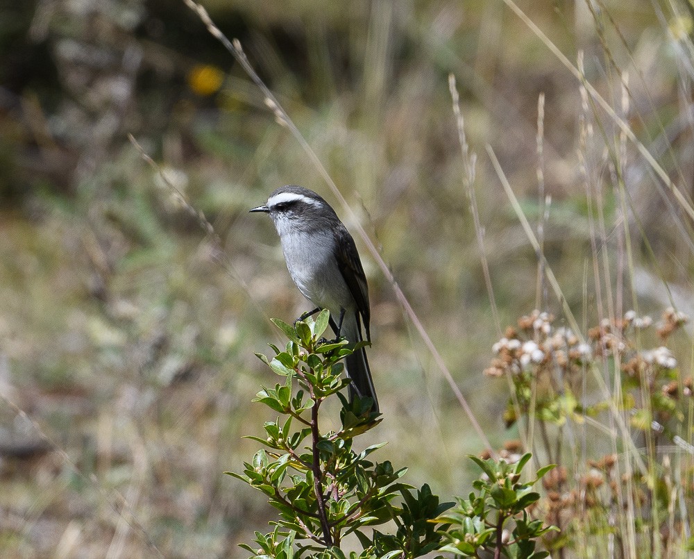 White-browed Chat-Tyrant - ML619631226