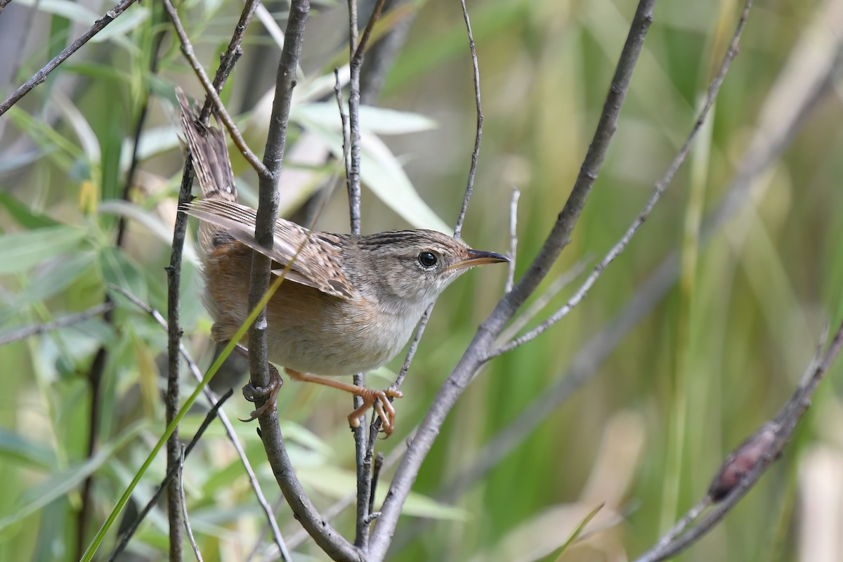 Sedge Wren - Ed Poropat