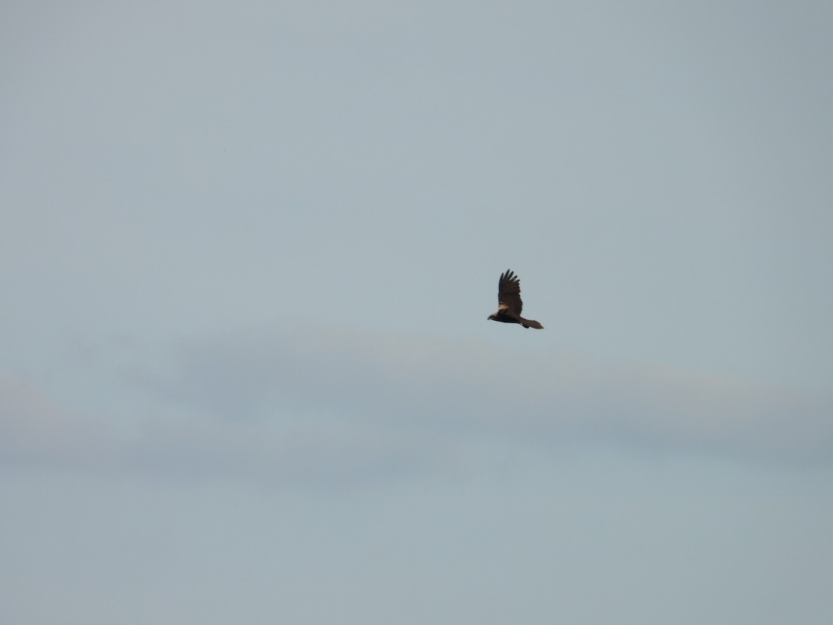 Western Marsh Harrier - Danka Jaksic