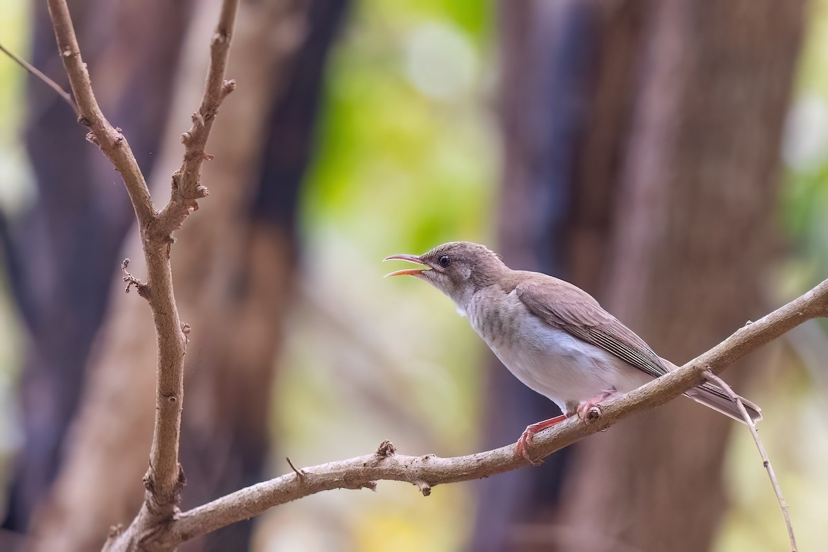 Brown-backed Honeyeater - ML619631240