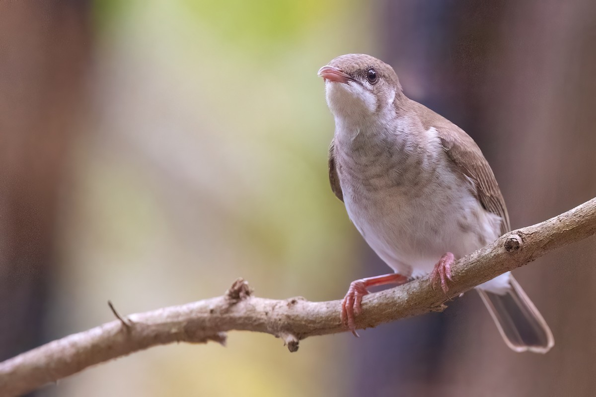 Brown-backed Honeyeater - Jaap Velden