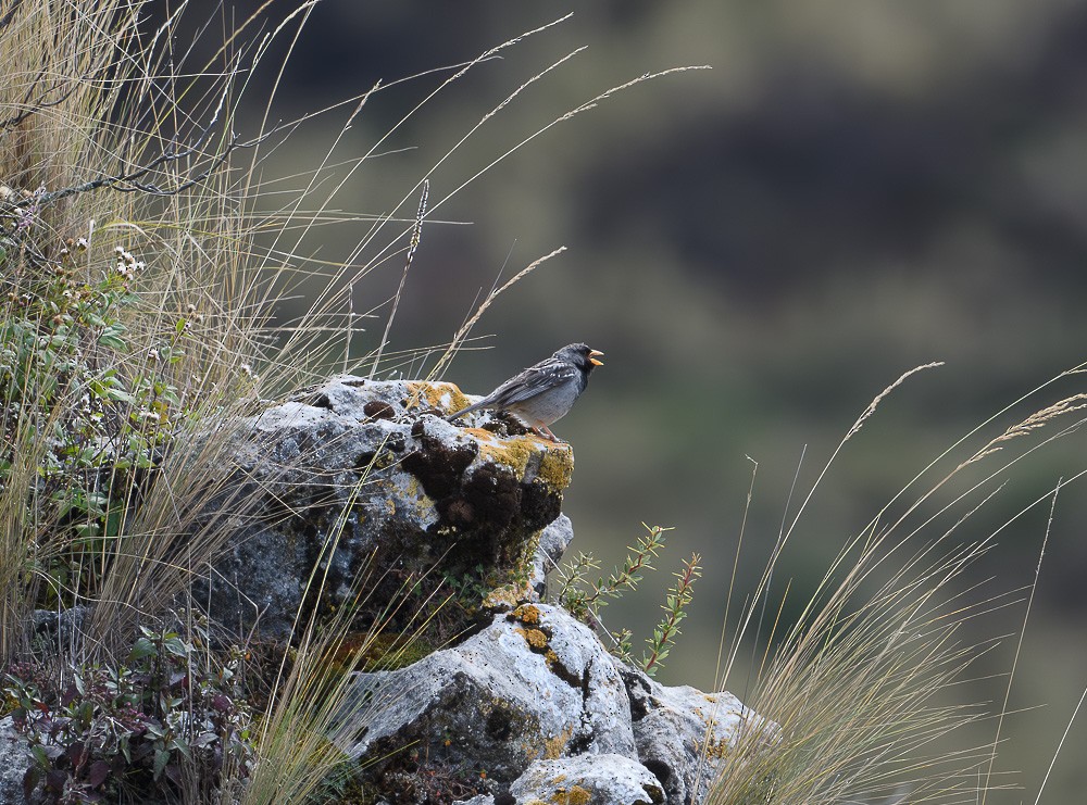 Mourning Sierra Finch - ML619631246