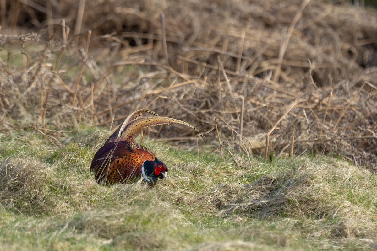 Ring-necked Pheasant - Vishnu Vinod