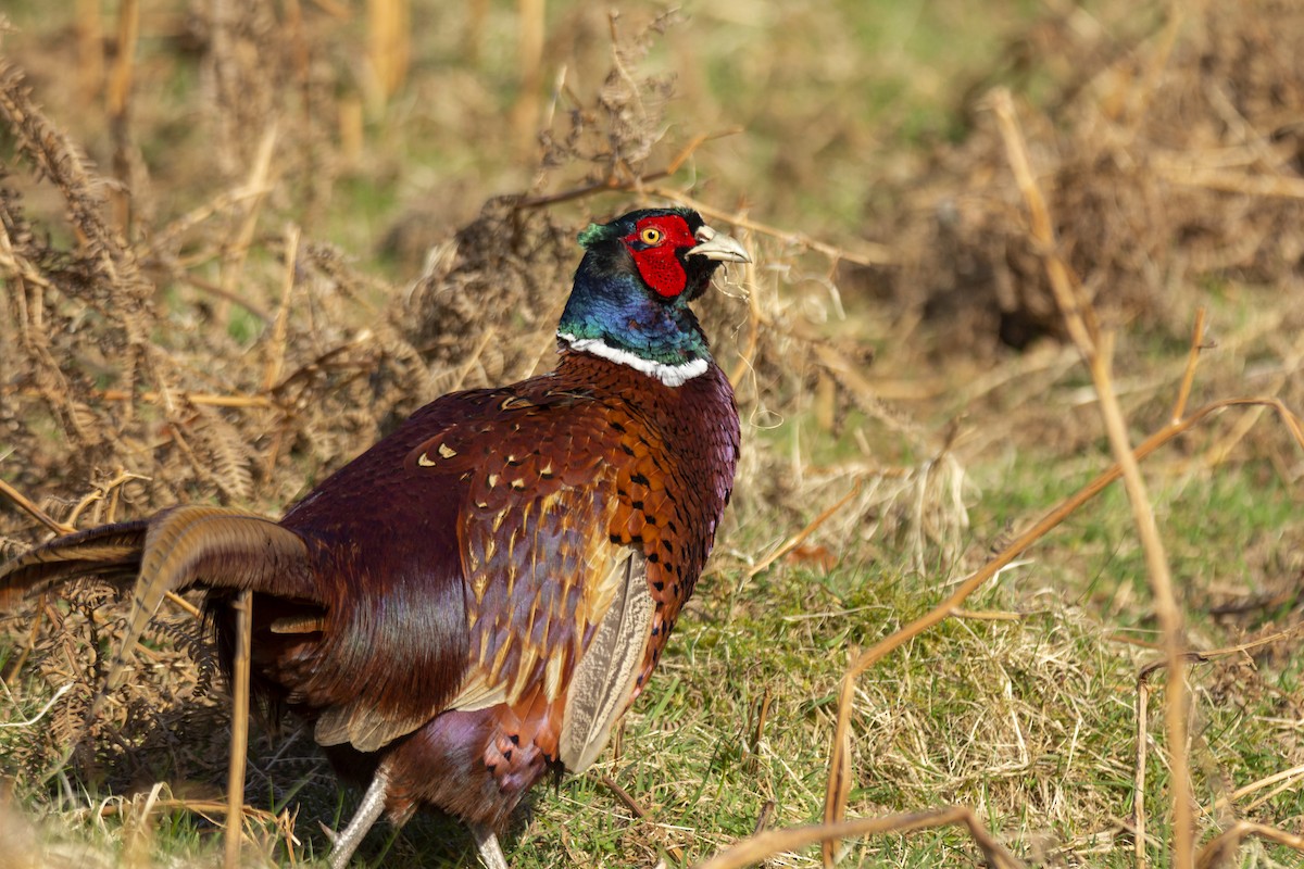 Ring-necked Pheasant - Vishnu Vinod