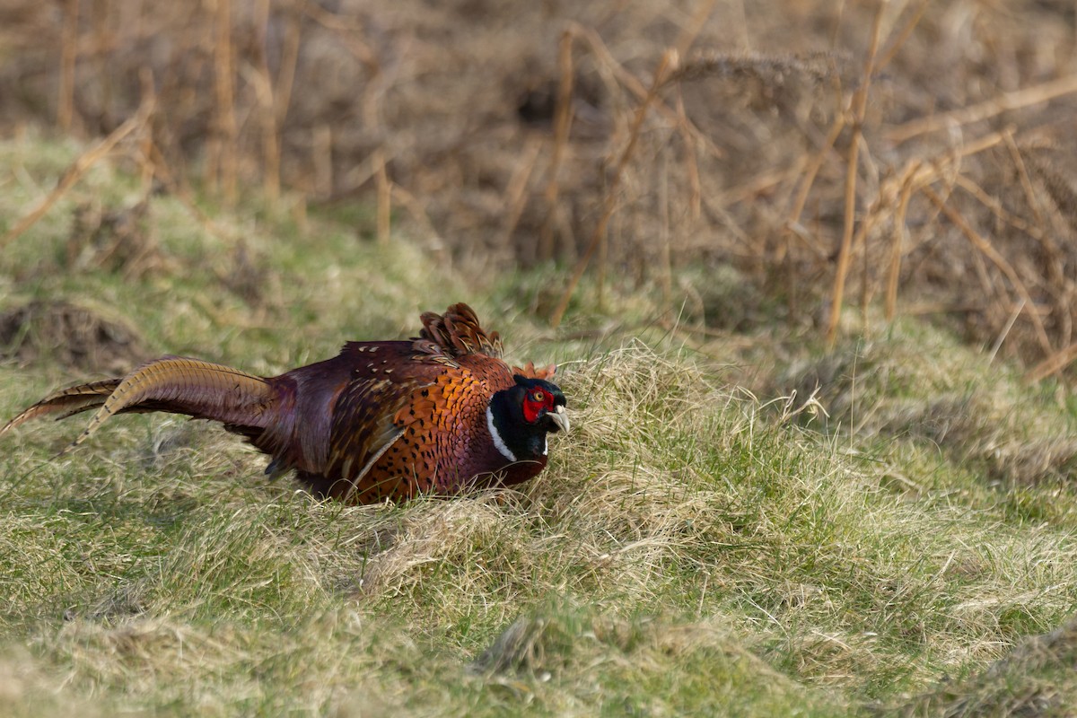 Ring-necked Pheasant - Vishnu Vinod