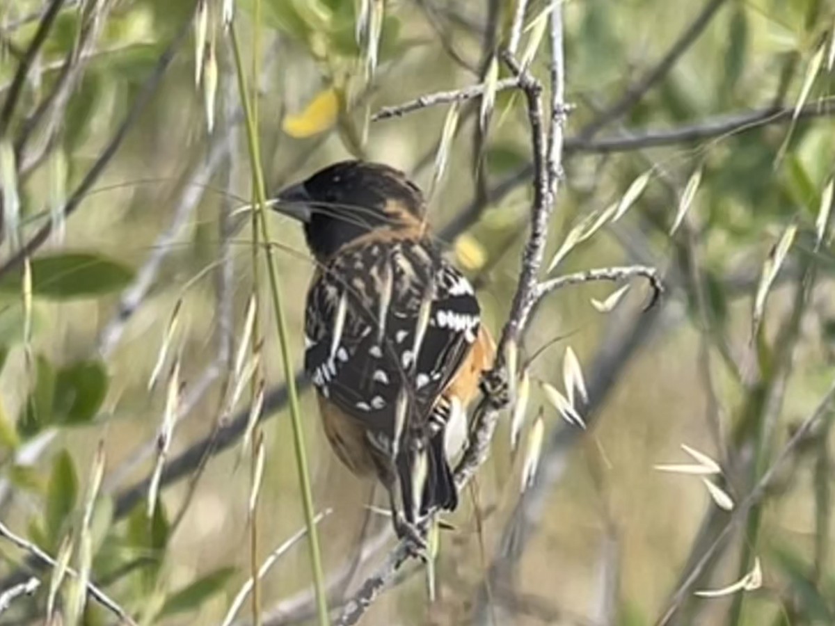 Black-headed Grosbeak - Tim Rodenkirk