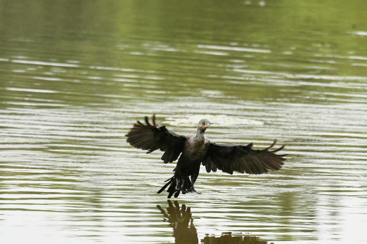 Neotropic Cormorant - Robert Opperman