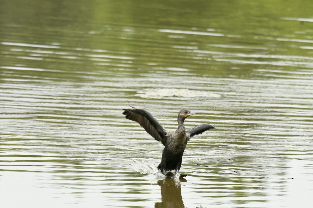 Neotropic Cormorant - Robert Opperman