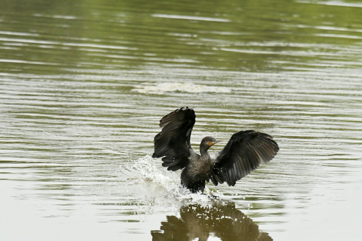 Neotropic Cormorant - Robert Opperman