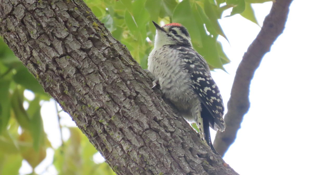 Nuttall's Woodpecker - Becky Flanigan