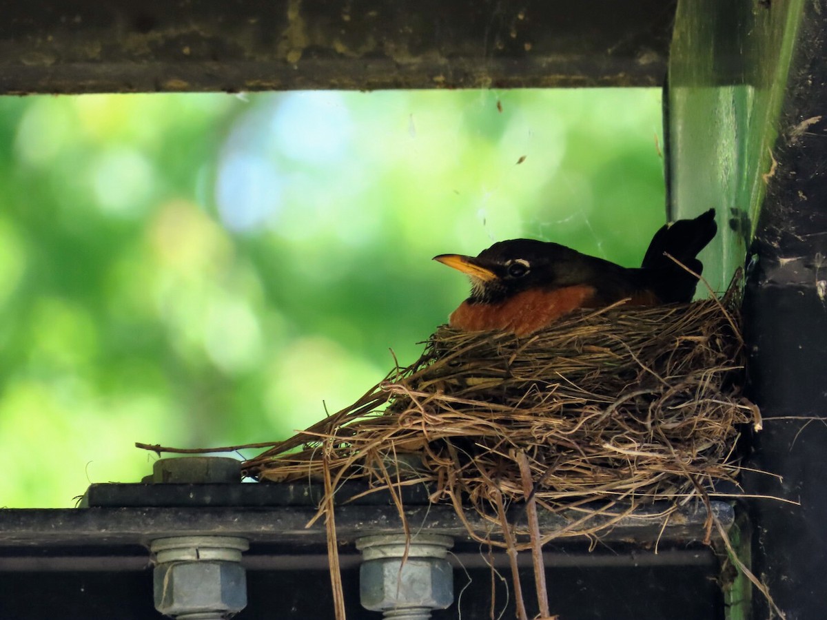 American Robin - Tania Mohacsi