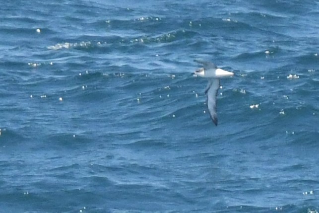 Cook's Petrel - Bill Eisele