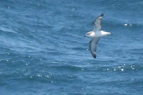 Cook's Petrel - Bill Eisele