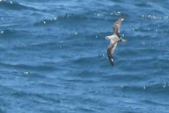 Cook's Petrel - Bill Eisele