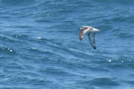 Cook's Petrel - Bill Eisele