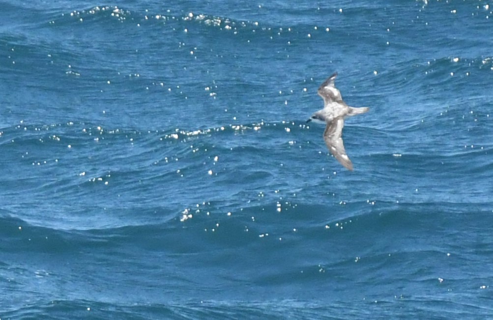 Cook's Petrel - Bill Eisele