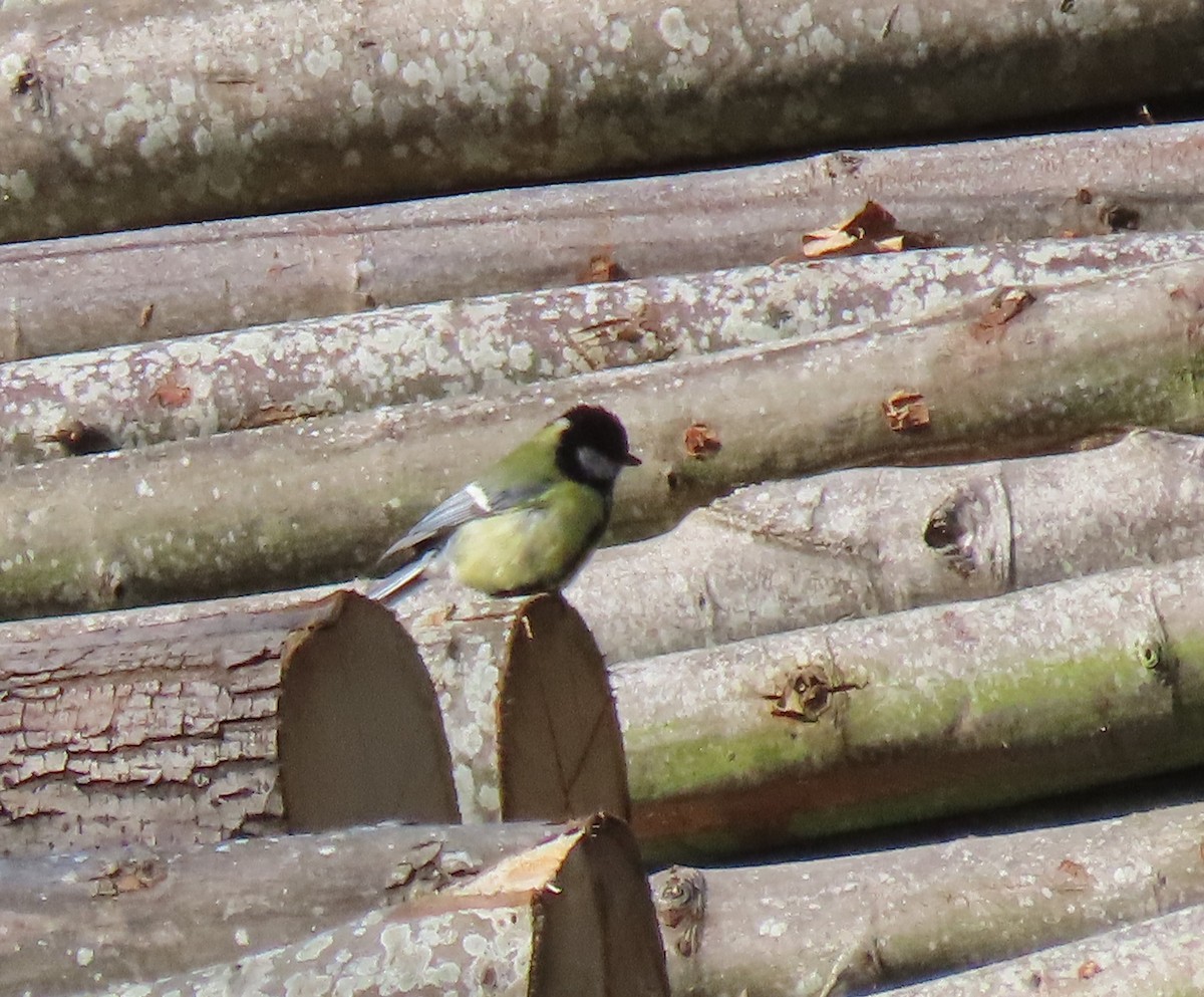 Great Tit (Great) - Patsy & Tom Inglet