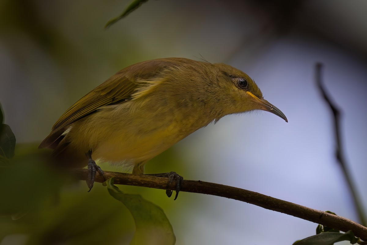 Brown Honeyeater - Jaap Velden