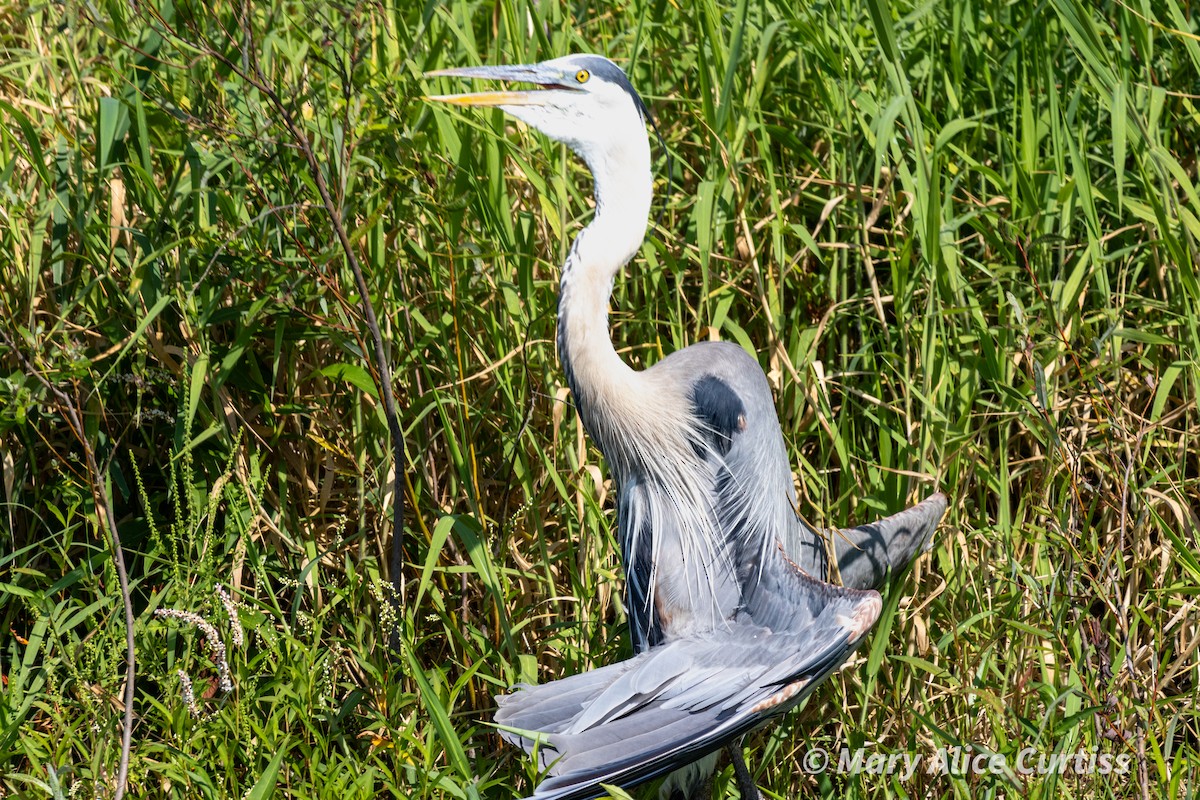 Garza Azulada - ML619631305